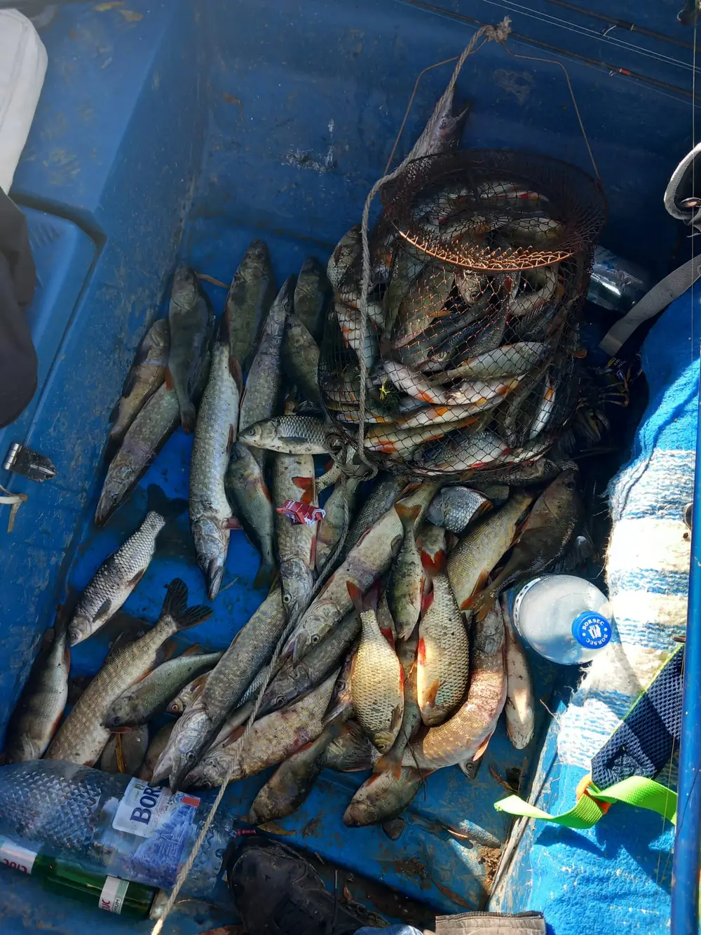 Pește proaspăt din Delta Dunării: biban, știucă și roșioară
