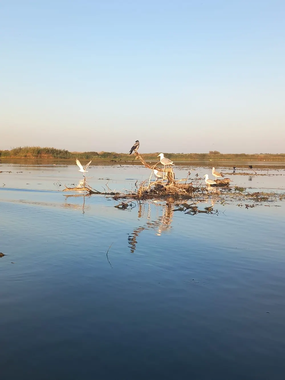 Pescăruși pe o creangă în apă, dimineața în Delta Dunării
